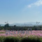 Cosmos flowers garden chiang rai