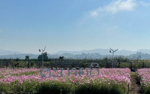 Cosmos flowers garden chiang rai