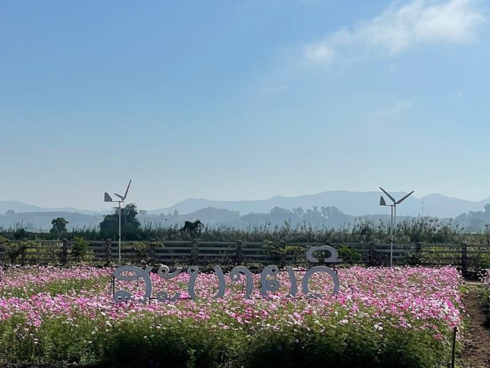 Cosmos flowers garden chiang rai