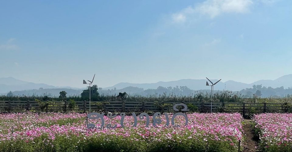 Cosmos flowers garden chiang rai