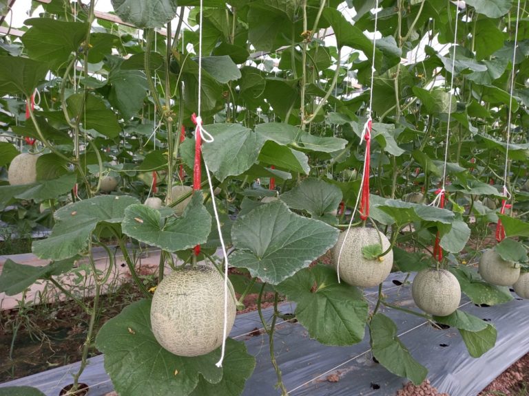 melon farm in chiang rai