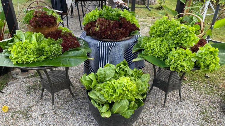 Fresh Orange lettuces at Sabaidee Farm in Chiang Rai