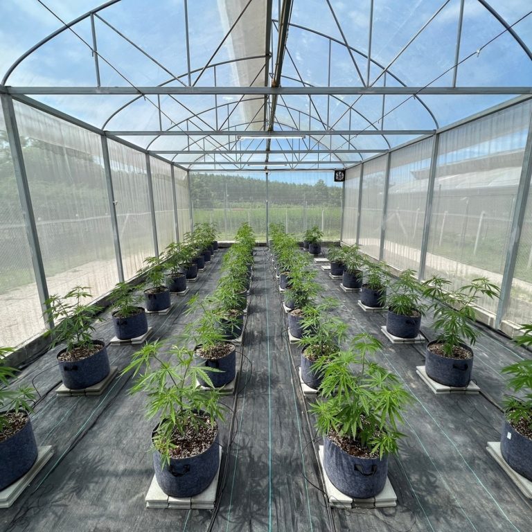 Cannabis Farm Chiang Rai