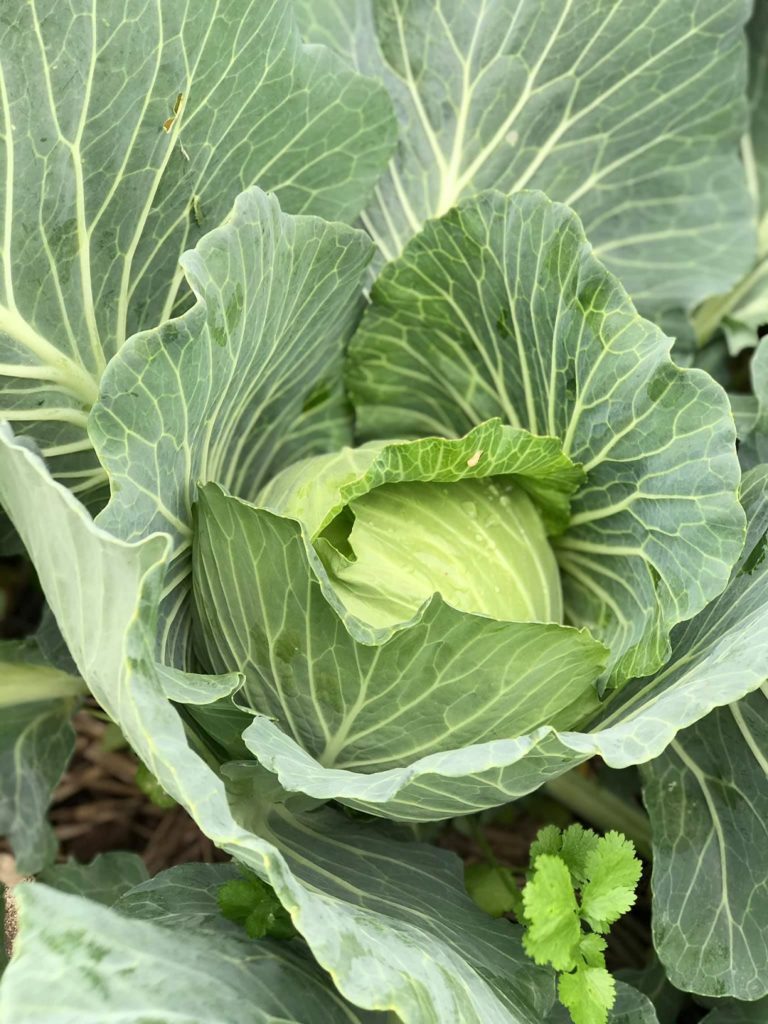 organic vegetable farming chiang ra