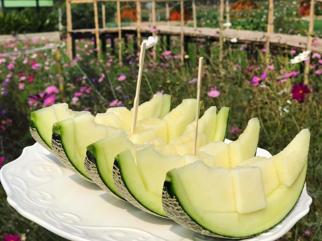 fresh aroma green melons at sabaidee farm