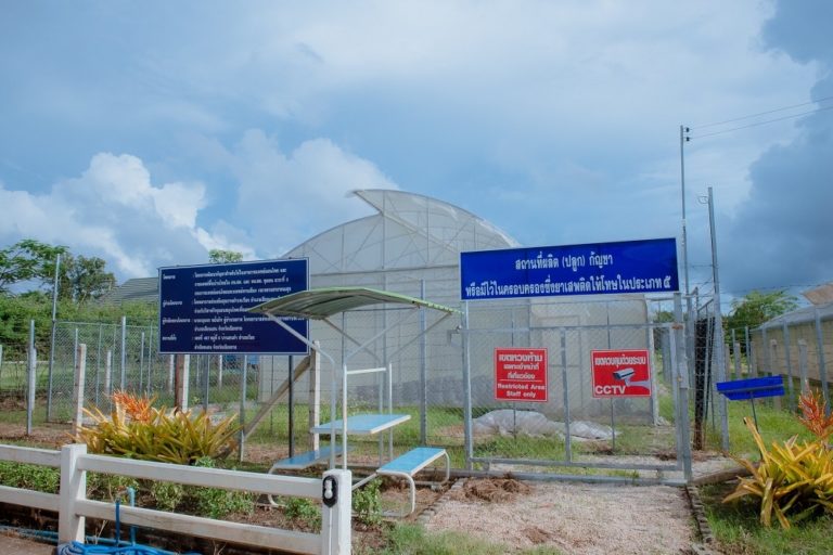 cannabis farm chiang rai