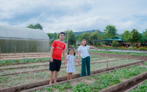 ฟาร์มผักปลอดสาร-บ้านไร่สะบายดี